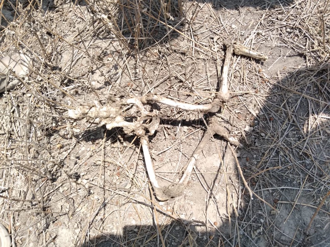 Por: Cortesía En Tecamachalco encuentran supuesta osamenta