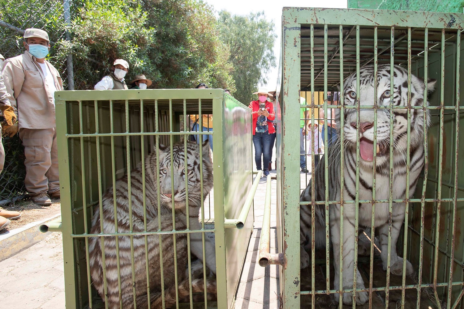 Por: Cortesía Llega pareja de tigres de bengala blancos al zoológico de Tlaxcala