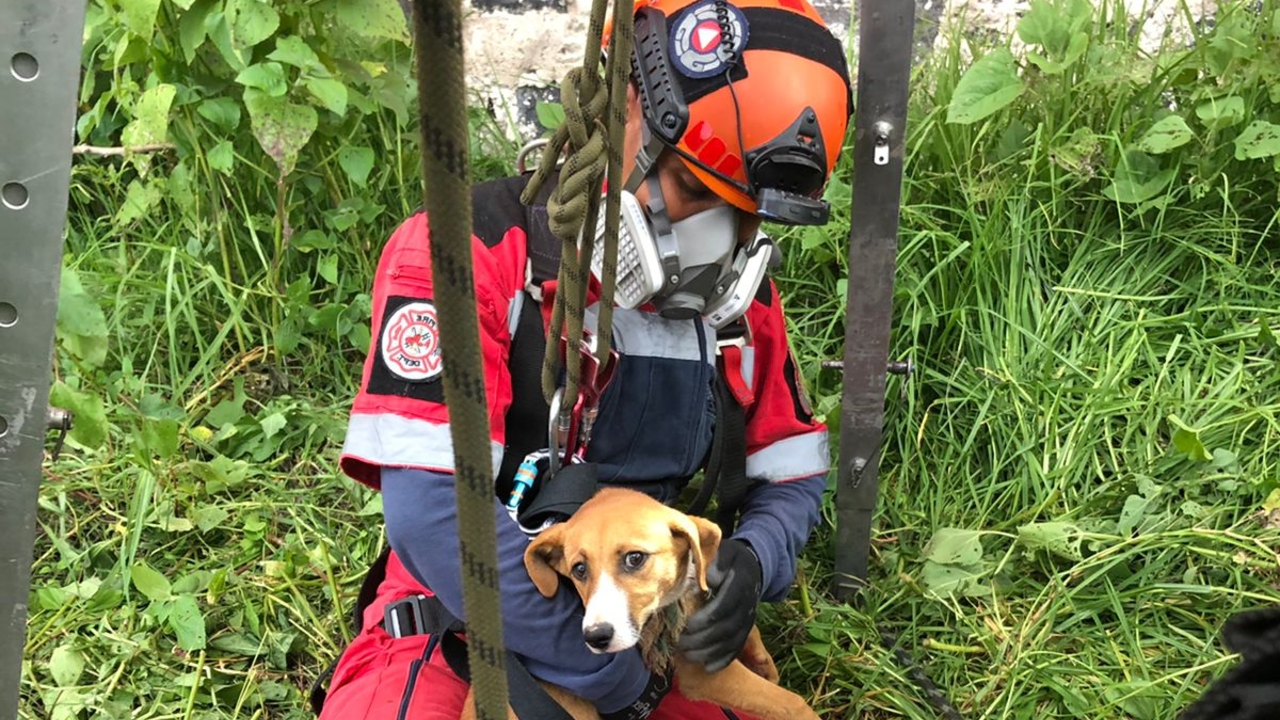 Por: Cortesía Protección Civil rescató a un “lomito” que habría caído a un pozo en San Andrés Cholula