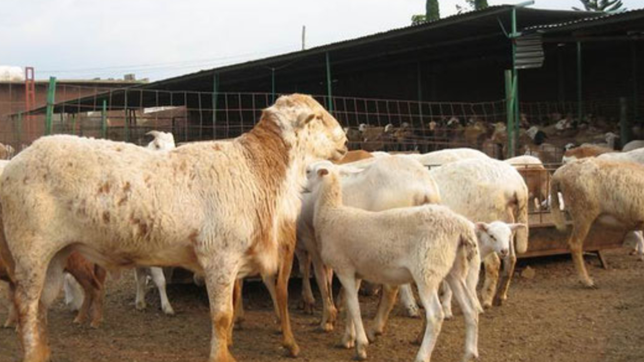 Por: Cortesía Ayuntamiento de Cuautlancingo hace entrega de 300 cabezas de ganado bovino a sectores vulnerables