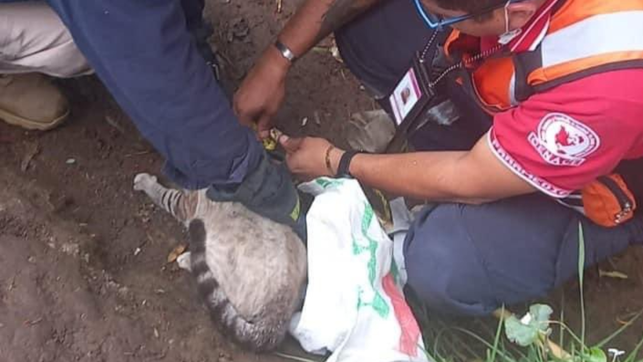 Por: Cortesía Bomberos rescataron a un gatito atrapado en un árbol de San Pedro Cholula