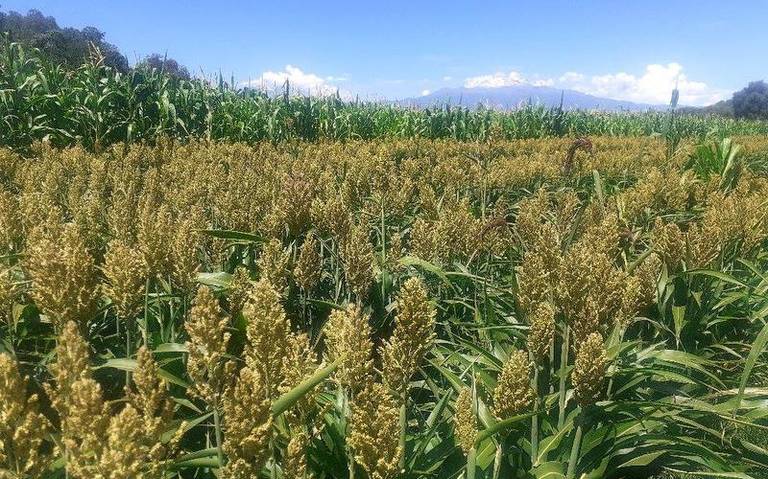 Por: Cortesía En Tlaxcala comienzan a plantar grano de milo.