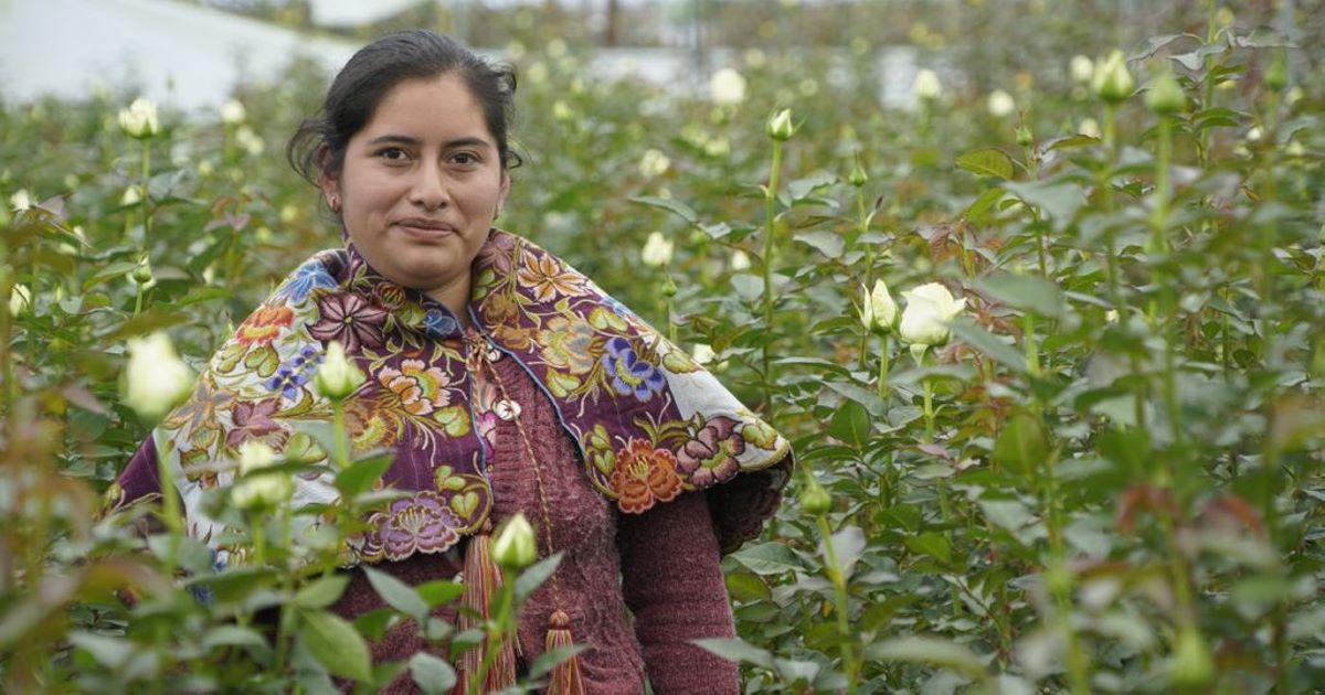 Por: Cortesía Jóvenes construyendo el futuro suma ya 233,581 aprendices de comunidades indígenas