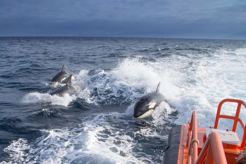 Por: Cortesía Embestida de orcas contra veleros obliga a limitar navegaciones: Cádiz, España