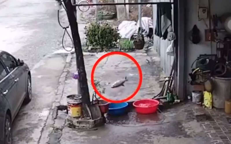 Por: Cortesía Pez huye 'saltando' sobre el pavimento hasta llegar al drenaje para escapar (Video)