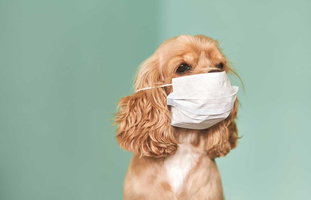 Por: Cortesía Mascotas con Covid no pueden contagiar a humanos: Especialista UPAEP