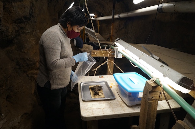 Por: Cortesía Descubren cuatro ramos de flores casi intactos en un túnel debajo de Teotihuacan