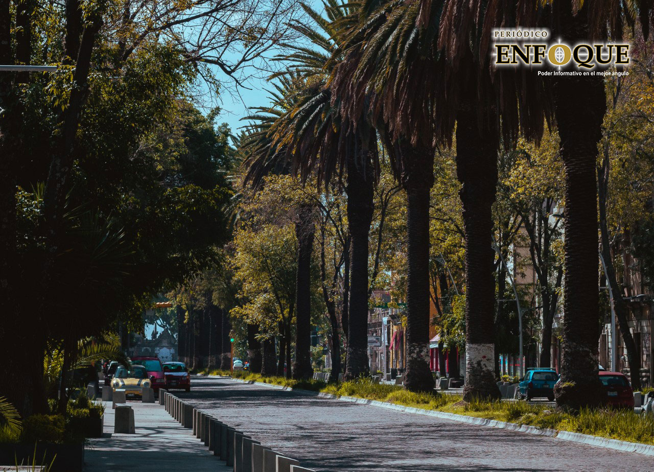 Por: Alex Muñoz Por plaga retirarán palmeras en Barrio de Analco y Parque Juárez