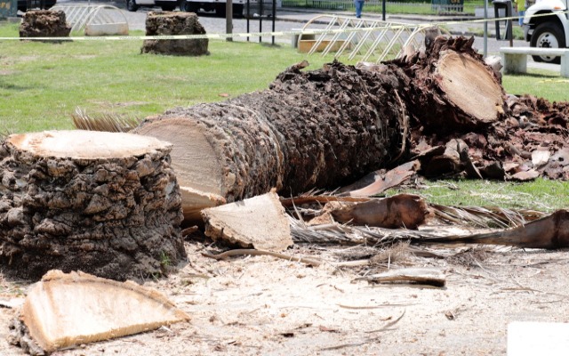 Por: Cortesía Gobierno estatal investigará a funcionarios del Ayuntamiento de Puebla por el retiro de palmeras
