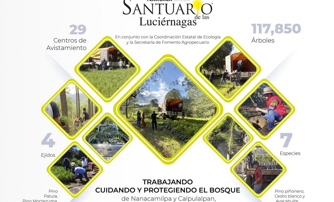 Por: Cortesía Ya se colabora en la preservación de las áreas boscosas de los 29 santuarios de luciérnagas: Secture