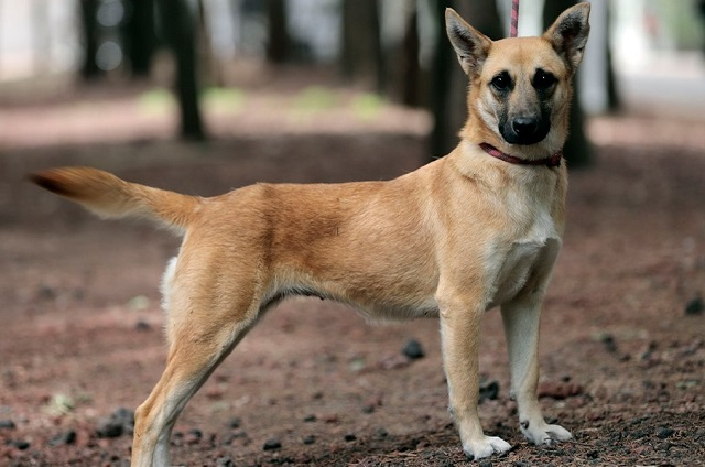 Por: Cortesía ¡Adopta a Spike!, perrita que cayó al socavón sigue sin encontrar dueño