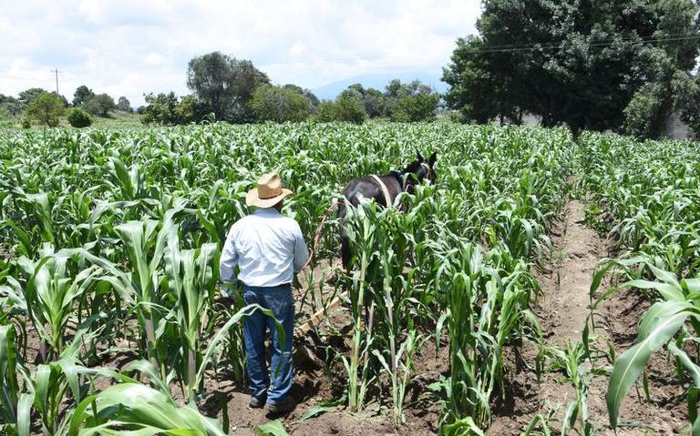 Por: Cortesía Siembra del estado de Tlaxcala