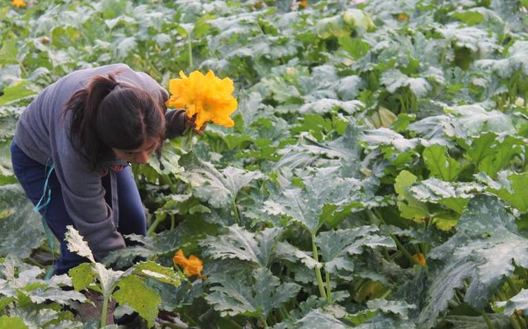 Por: Cortesía Campesinos tlaxcaltecas comienzan a cosechar la flor de calabaza