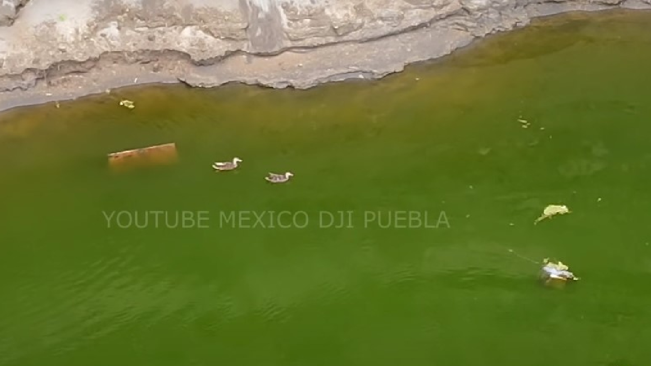 Por: Cortesía El Socavón de Juan C Bonilla sufre la “invasión” de una Familia de Patos