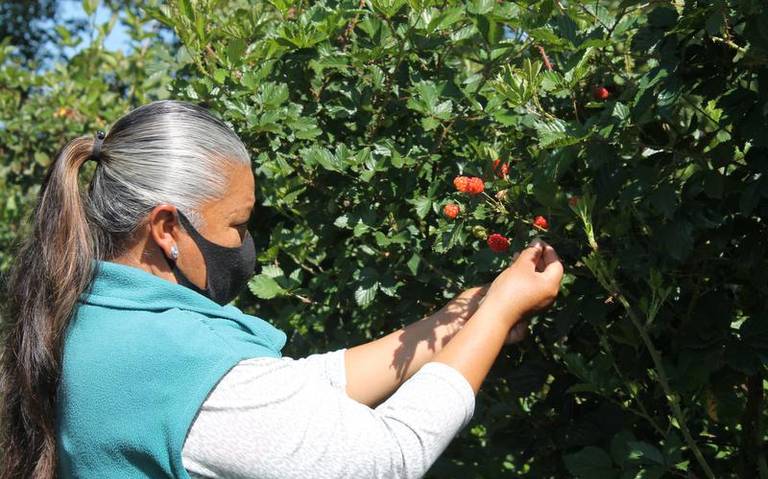 Familias de Tlaxcala cultivan fruta de zarzamora en Tepeyanco