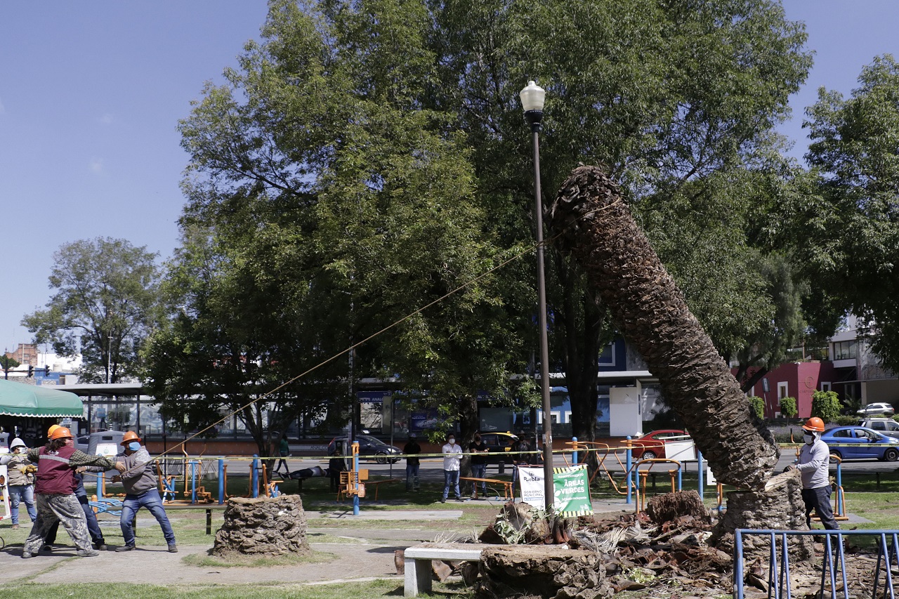 Por: Cortesía Retiro de palmeras no fue una “ocurrencia”: Rivera Vivanco