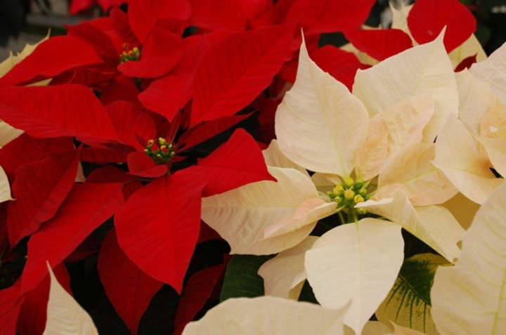 Por: Cortesía Significado de la nochebuena amarilla y dónde se debe colocar