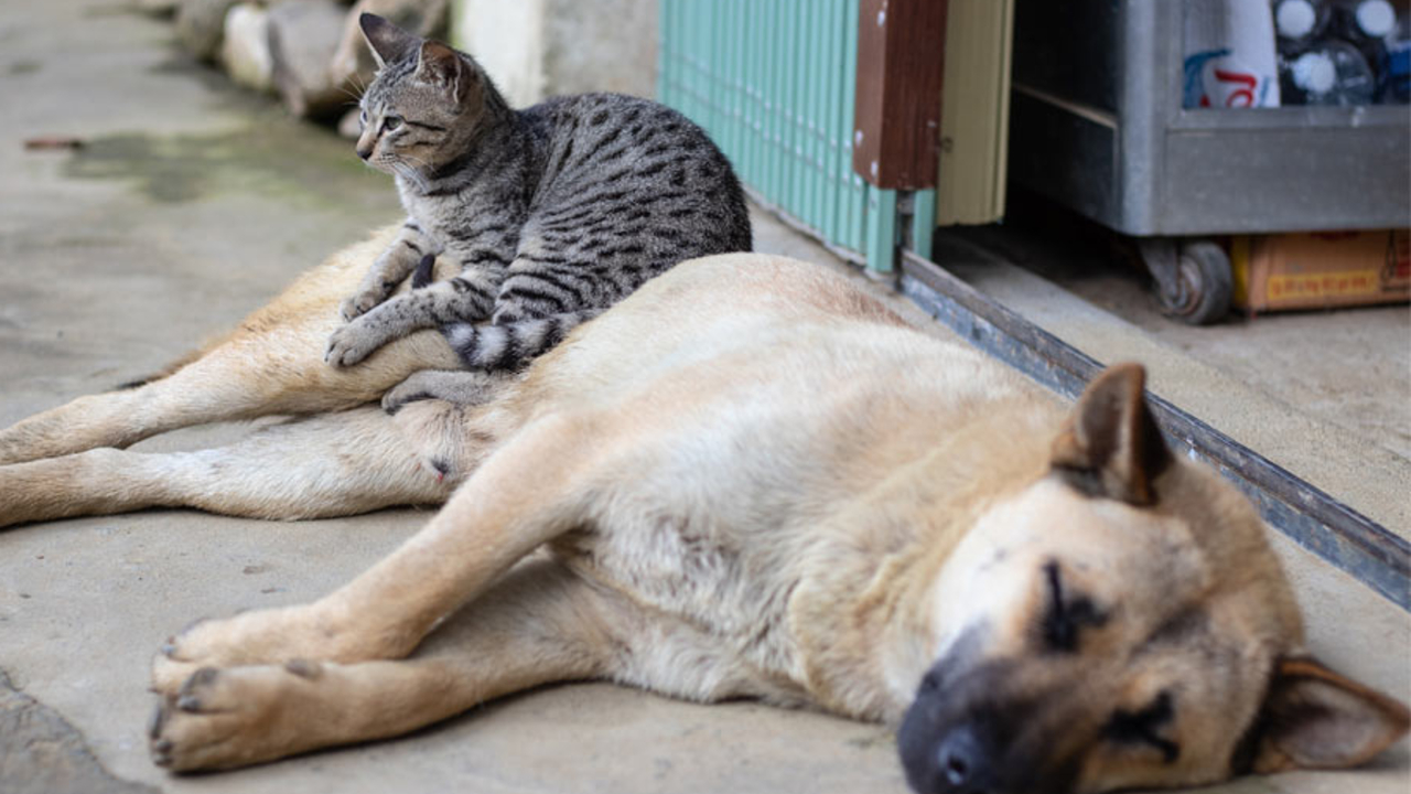 Por: Cortesía En San Pedro Cholula realizarán una Jornada Gratuita de Esterilización para Mascotas