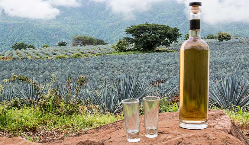 Por: Cortesía Industria del tequila cierra el 2021 con cifras históricas de crecimiento en Jalisco