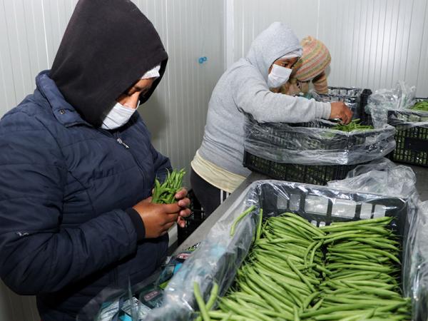 Por: Cortesía Productores agradecen vinculación de SDR para exportar ejote