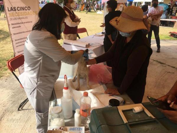 En 2021, Medio Ambiente presentó 349 denuncias por maltrato animal