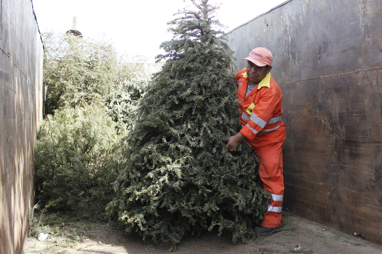 Por: Cortesía Ayuntamiento y Africam Safari lanzan programa para reciclar árboles de navidad