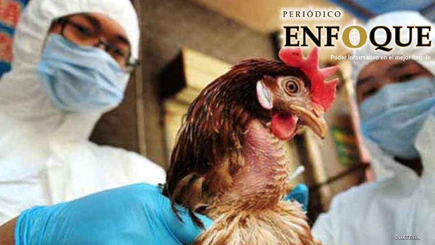 Foto: Cortesía Bélgica enciende las alarmas ante un brote de una nueva cepa de Gripe Aviar altamente contagiosa.