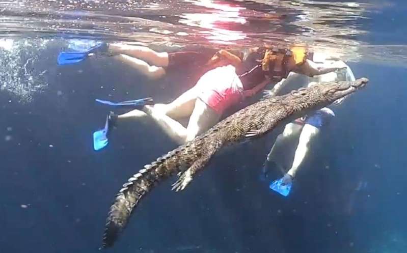 Foto: Cortesía Cocodrilo sorprende a tuiristas nadando entre ellos en un cenote de Tulum