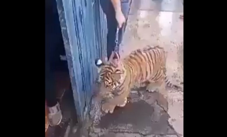 Foto: Cortesía Tras ser paseado como un perro, buscan a cachorro de tigre de Bengala (Video)