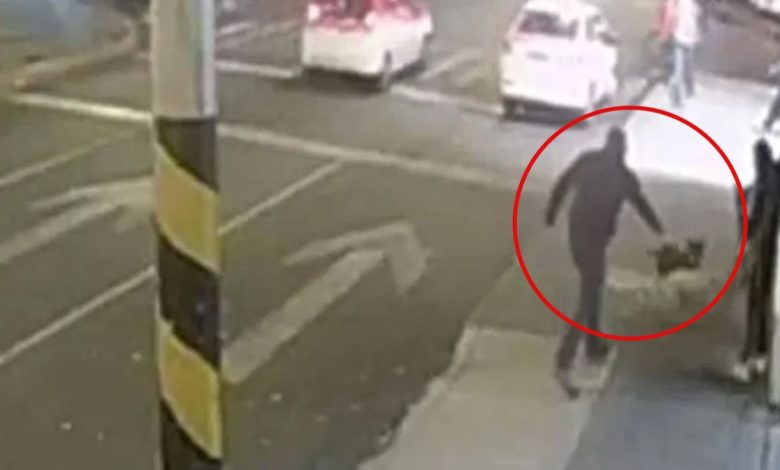 Foto: Cortesía Contenido sensible: Hombre le dispara a una perrita sólo porque le ladró (Video)