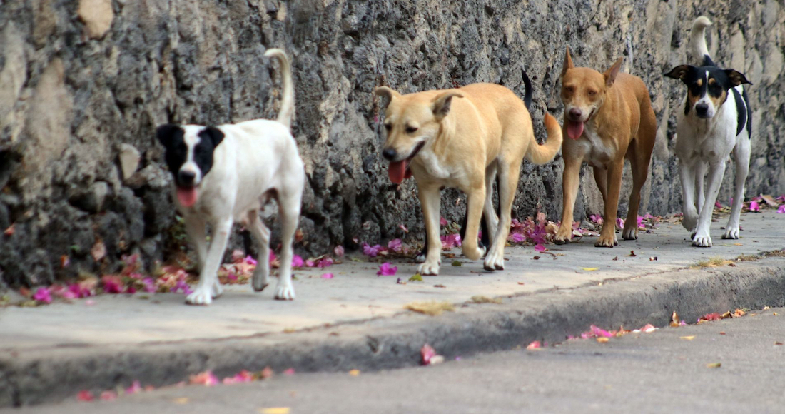 Foto: Cortesía Ayuntamiento invita a participar en “Encuesta municipal sobre el bienestar animal”