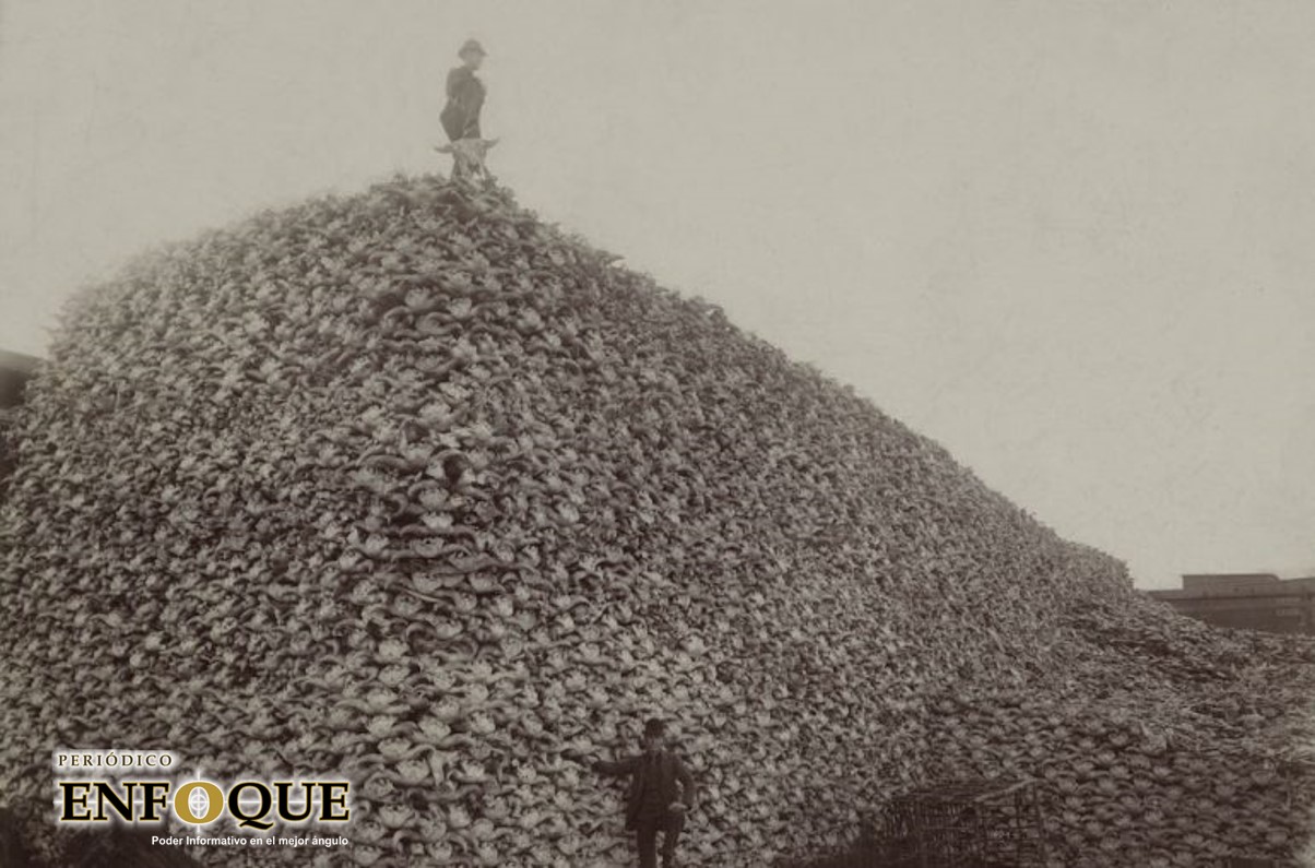 Foto: Cortesía La historia de exterminio detrás de la fotografía con miles de cadáveres de bisontes