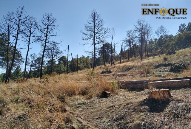 Foto: Omar Sánchez Sube a 800 los árboles enfermos en el Cerro Zapotecas que serán derribados en Cholula