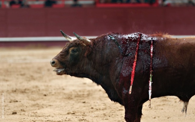 Foto: Cortesía Gobierno llevará corridas de toros a zona metropolitana si el Ayuntamiento las prohíbe en Puebla capital