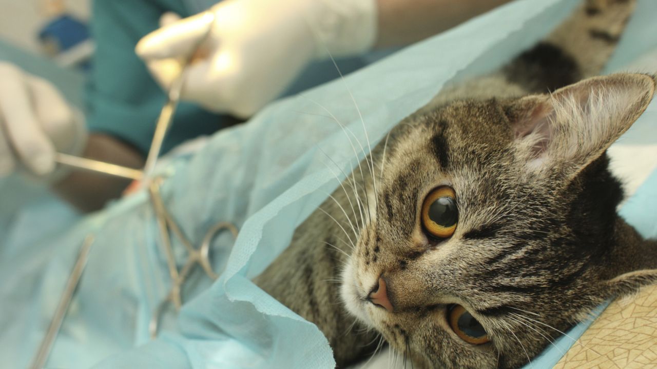 Foto: Cortesía UPAEP pone en marcha campaña de esterilización gratuita para gatos
