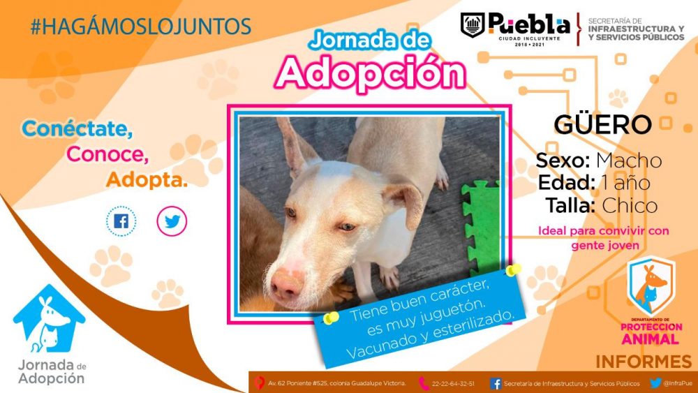 Ayuntamiento de Puebla promueve la adopción de perros