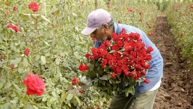 Foto: Cortesía Por la pandemia cae 30 por ciento la producción de flores en Puebla