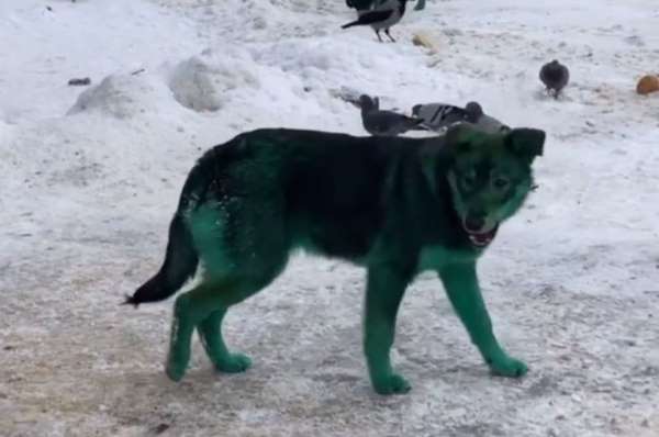 Foto: Cortesía Aparecen perros callejeros verdes en Rusia (Video)