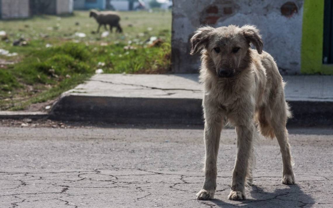 Foto: Cortesía Por la pandemia incrementó el abandono de mascotas: Especialista UPAEP