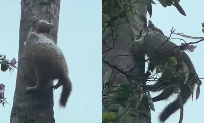 Foto: Cortesía "¿Frío? ¡no es nada!" Graban gato “congelado” sobre un árbol tras nevadas en el norte de México (Video)
