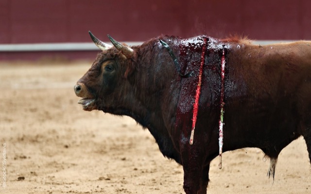Foto: Cortesía Permitir corridas de toros acaba con actos de oportunismo electoral: Barbosa