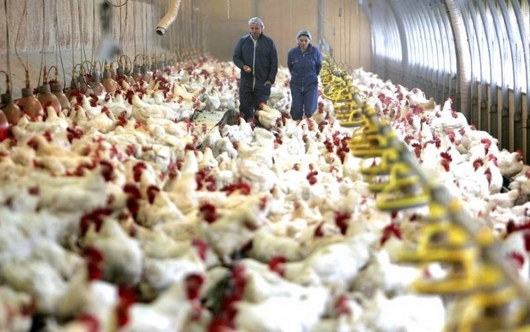 Foto: Cortesía Rusia confirma los primeros casos en humanos de gripe aviar H5N8; afectados trabajaban en granja