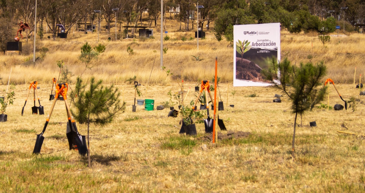 Foto: Cortesía Inicia Ayuntamiento Jornada de Arborización con plantación de 400 árboles en Cerro de Amalucan