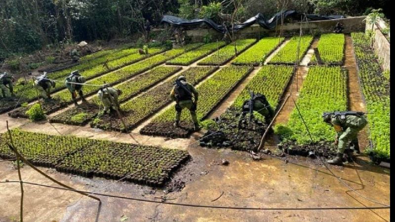Foto: Cortesía Ejército mexicano localiza plantío de coca y narcolaboratorio, en Guerrero