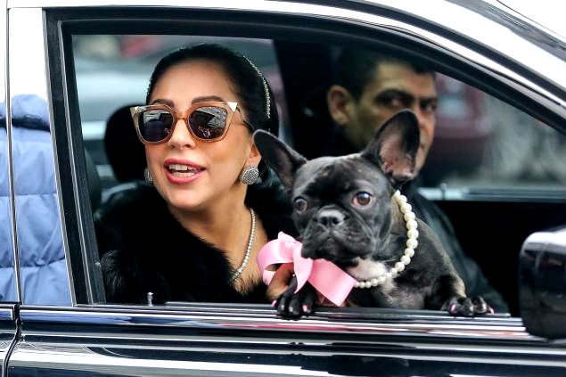 Foto: Cortesía Roban perros de Lady Gaga y le dispararon al paseador