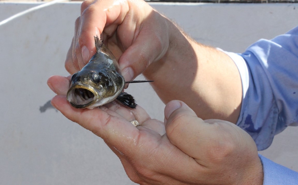 Foto: Cortesía México suma especies de peces ‘posiblemente extintas’