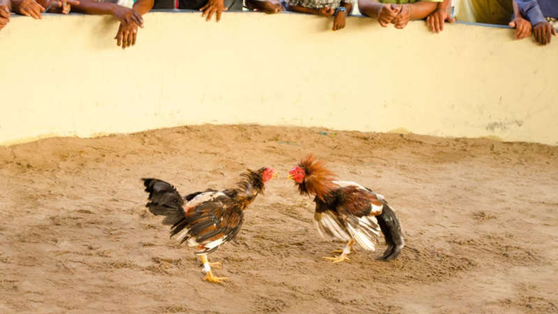 Por: Cortesía Declaran las peleas de gallos como patrimonio cultural en Hidalgo