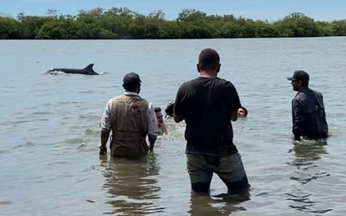 Sacan a primer delfín atrapado en canal agrícola de Sinaloa; preparan segundo rescate