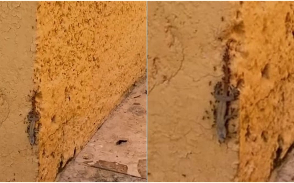 Por: Cortesía "¡Trabajo de equipo!" Video de hormigas cargando el cadáver de una lagartija para devorarla se hace viral