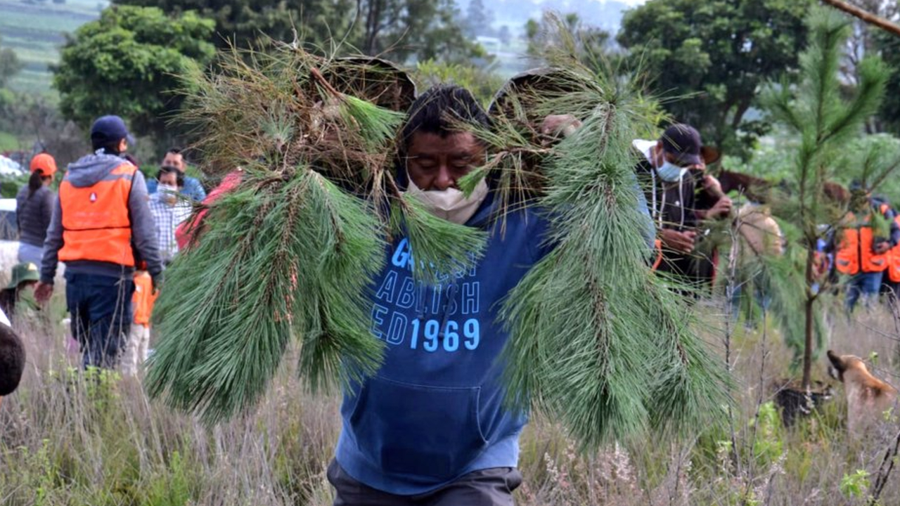 Por: Cortesía El Cerro Zapotecas sufre un nueva Jornada de Reforestación